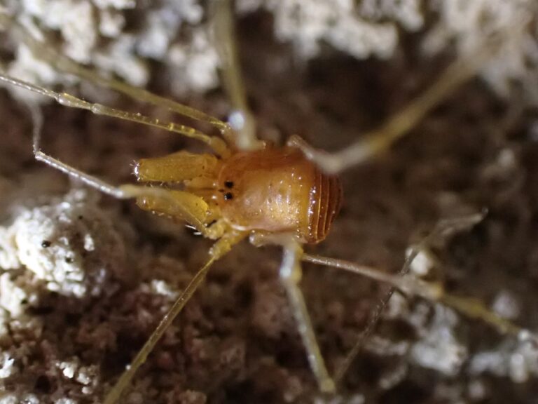 Short-legged harvestman with very clear eyes and chelicerae in a cave