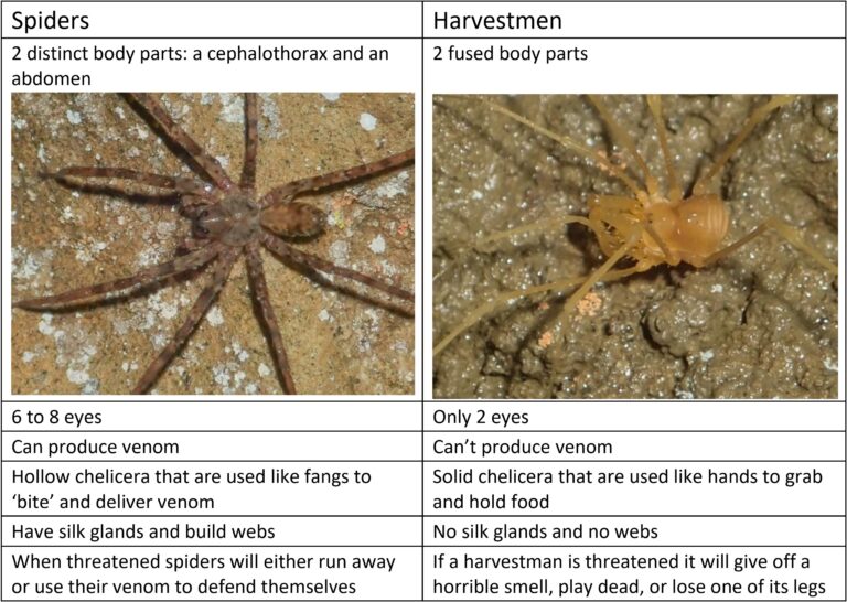 Spider vs Harvestman